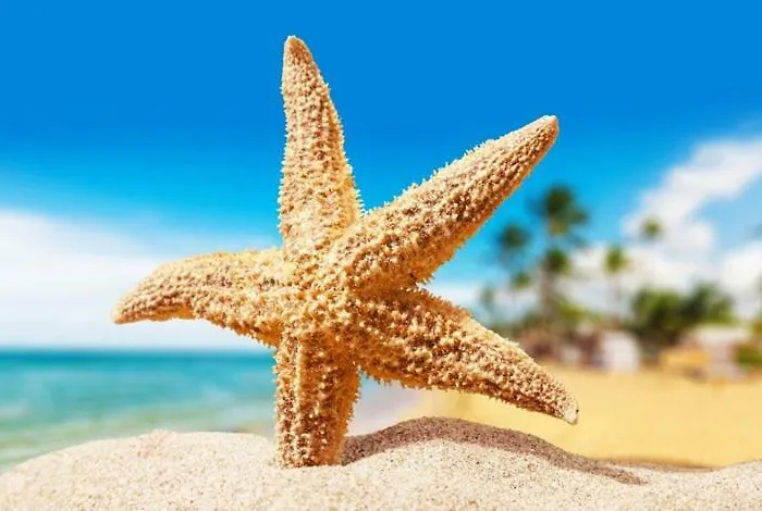 Sea Star Apartments